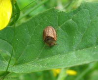 Hypocassida subferruginea