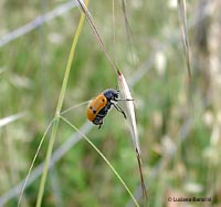 Lachnaia sp