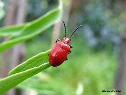 Lilioceris Lilii