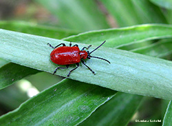 Lilioceris Lilii
