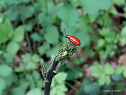 Lilioceris merdigera