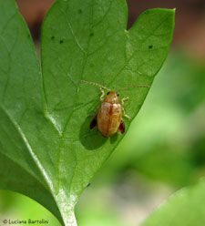 Longitarsus sp.