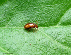 Neocrepidodera sp.