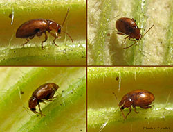 Neocrepidodera sp.