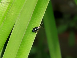 Psylliodes chrysocephalus