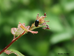 Smaragdina aurita, Chrysomela aurita