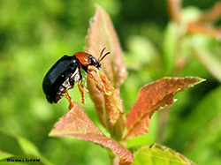 Smaragdina salicina