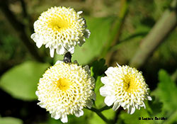 crisomelide Bruchinae Spermophagus sp.