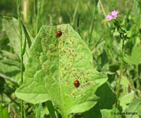 Sphaeroderma testaceum