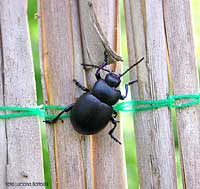 Timarcha Tenebricosa