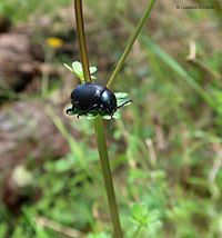 Timarcha Tenebricosa