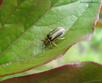Xanthogaleruca luteola