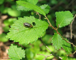 Xanthogaleruca luteola