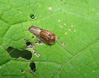 Hypocassida subferruginea