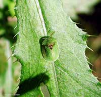 Cassida rubiginosa
