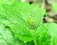 Cassida Verde