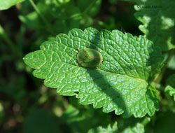 Cassida viridis