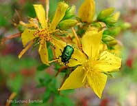 Cryptocephalus sericeus