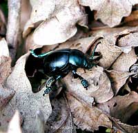 Timarcha Tenebricosa