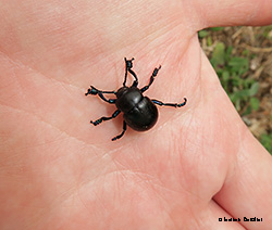 Timarcha Tenebricosa