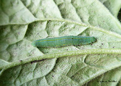 Pieris napi