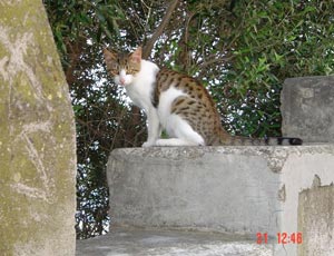 Gatto
