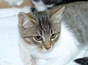 Felin