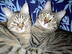 Mia e Gatto