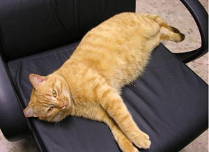 Pavarotti