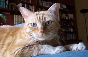 Tigre