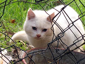 Gatto bianco cieco