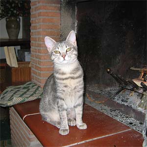 Lilli