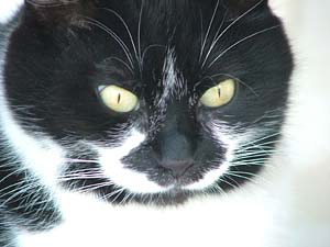 Micia