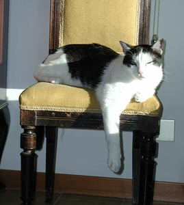 pierino