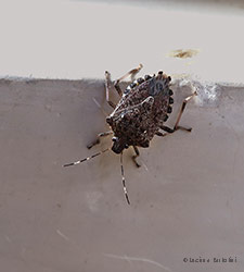 Halyomorpha halys la cimice asiatica Halyomorpha halys la cimice asiatica