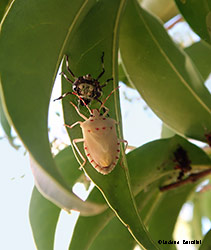 Halyomorpha halys la cimice asiatica Halyomorpha halys la cimice asiatica