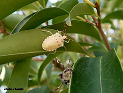 Halyomorpha halys la cimice asiatica Halyomorpha halys la cimice asiatica