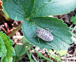 Halyomorpha halys la cimice asiatica