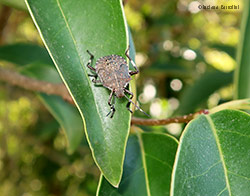 Ninfa di Cimice asiatica