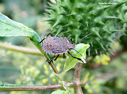 Ninfa di Halyomorpha halys - settembre 2022 Ninfa di Halyomorpha halys - settembre 2022