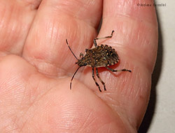 Ninfa di Halyomorpha halys Ninfa di Halyomorpha halys