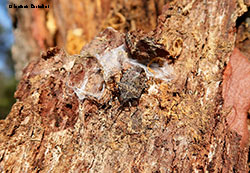 Halyomorpha halys la cimice asiatica Halyomorpha halys la cimice asiatica