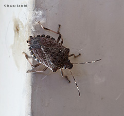 Cimice asiatica Cimice asiatica