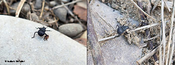 Neanide 2 stadio di Halyomorpha halys Neanide 2 stadio di Halyomorpha halys
