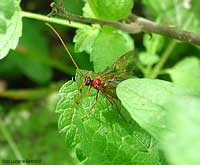 Ichneumonidae dal groppone rosso
