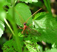 Ichneumonidae di colore rosso
