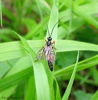 Ichneumonidae tra l'erba 