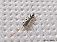 Piccolo Ichneumonidae dalla lunga spada