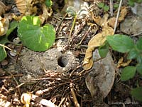nido di imenottero Andrena nel terreno