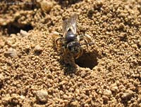 vespa che esce dal nido